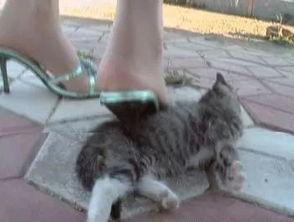 猫虐狗视频,宠物间的冲突与反思