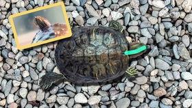 剥虾壳视频,视频教你一招!