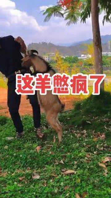 羊的搞笑视频大全视频,萌态羊群搞笑瞬间大盘点