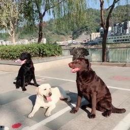 狗配猪的视频
