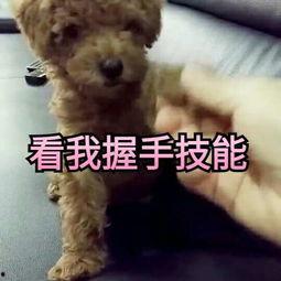 萌泰迪视频