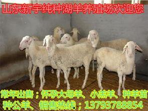 小尾寒羊养殖技术视频,小尾寒羊养殖技术视频精华解析